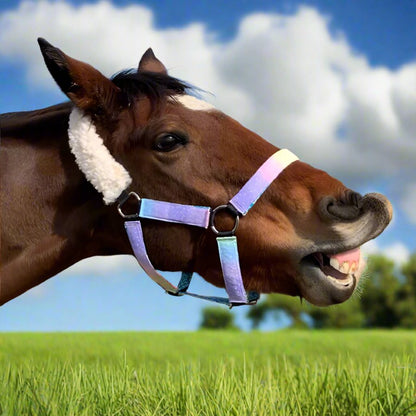 Horse with a colorful halter on a grassy field with a blue sky