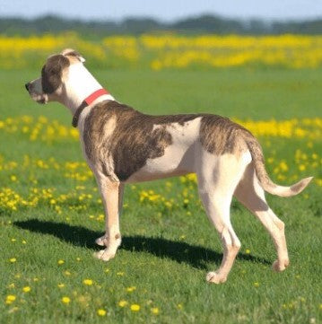 Red PVC collar on a bridle dog standing in a field