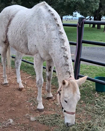 Equine Braiding & Show Preparation Services