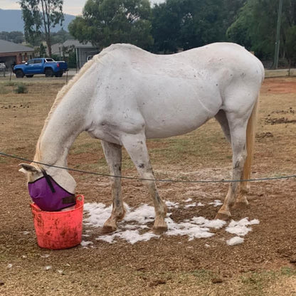 Equine Clipping Services