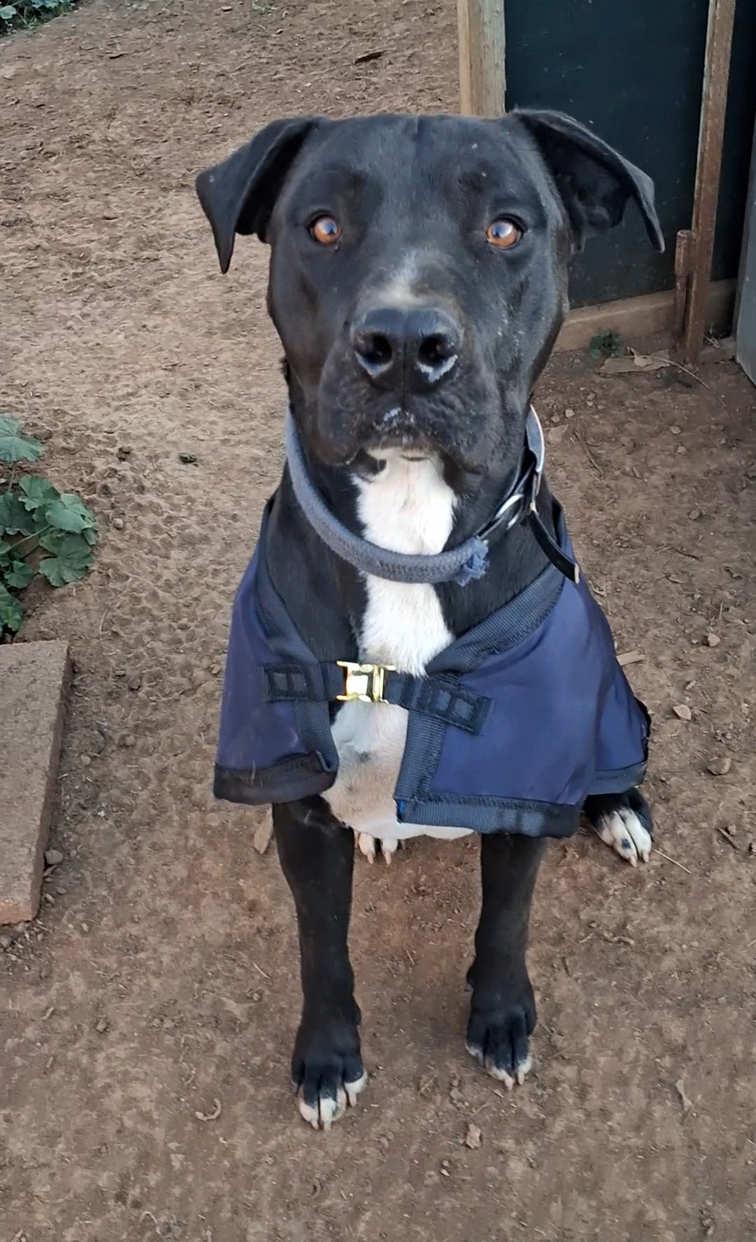 Premium Dog Jackets
