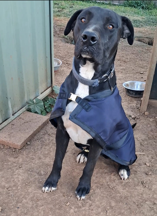Premium Dog Jackets