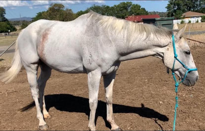 Equine Clipping Services