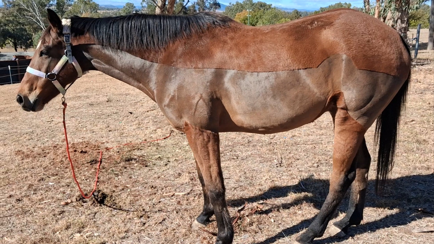 Equine Clipping Services
