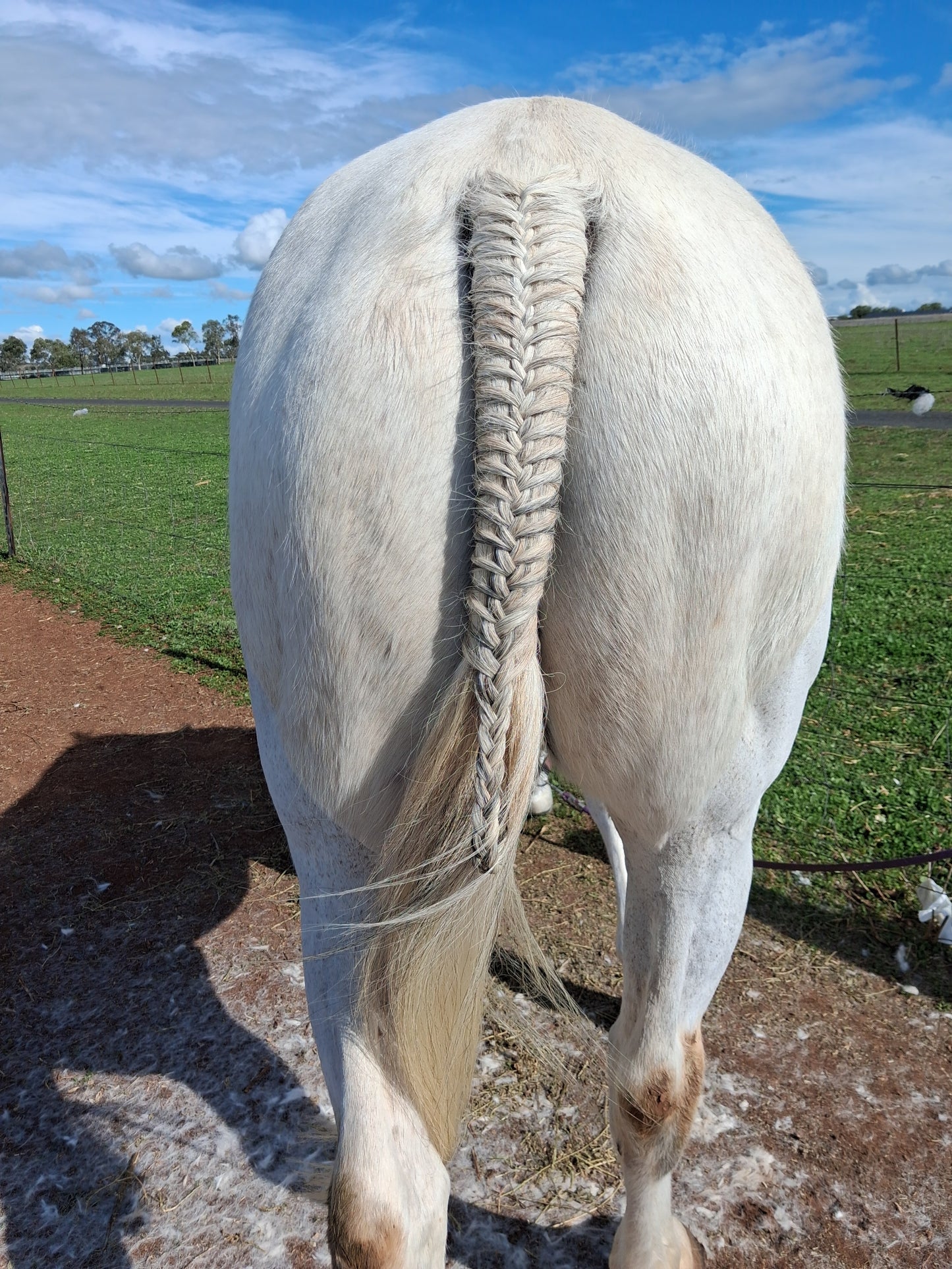 Equine Braiding & Show Preparation Services