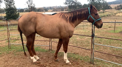 Equine Clipping Services